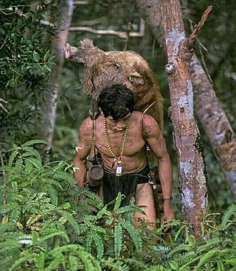 Mengenal Lebih Dalam Suku Punan Suku Dayak Pedalaman Penjaga Hutan