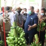 Dua Menteri Kunjungi Kebun Pisang di Lampung, Gubernur Arinal Jelaskan Kartu Petani Berjaya