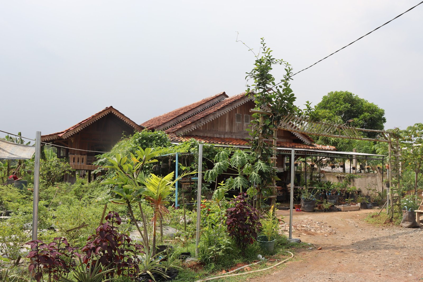 Karya Tangan Dingin Cris Kuntadi, Omah Kayu Farm Tebar Manfaat di Masa Pandemi