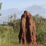 Musamus, Tingginya Melebihi Manusia