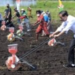 Tingkatkan Produktivitas Sektor Pertanian di Papua Barat, Presiden Jokowi: Ubah Sistem Tanam