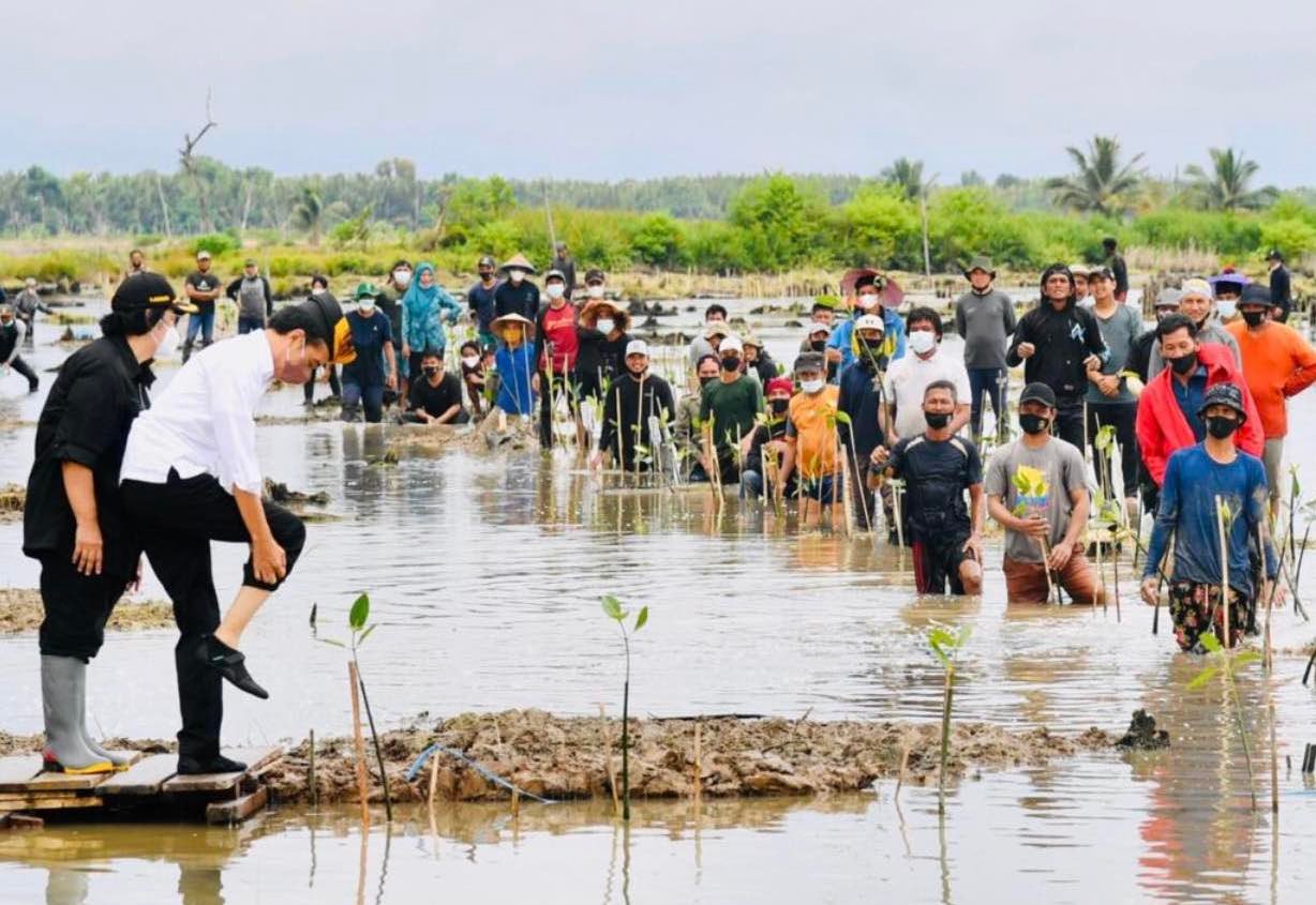 Presiden Joko Widodo Tanam Mangrove Bersama Dubes dan Masyarakat di Tana Tidung