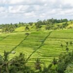 Kemenparekraf: Desa Wisata Jatiluwih Tabanan Bali Representasi Wisata Berkelanjutan