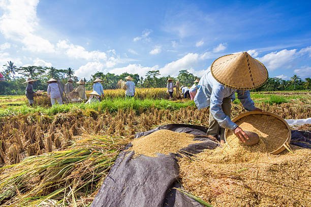 Perkuat Ketahanan Pangan, Ini Empat Langkah untuk Tingkatkan Produksi Beras