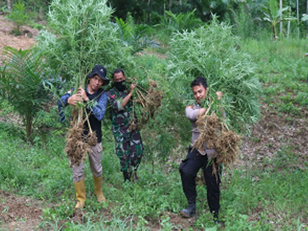 Penemuan Ladang Ganja di Aceh Meningkat, TNI AD Siapkan Batalyon Teritorial