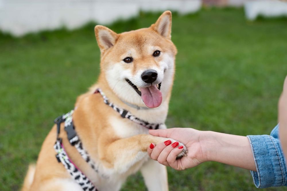 Bolehkah Muslim Memelihara Anjing? Ini Penjelasan Ulama dan Haditsnya