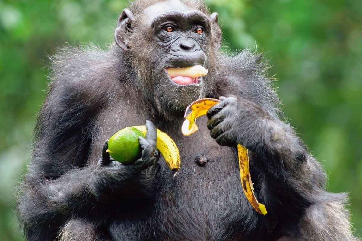 Studi Ungkap Simpanse Sering Minum Alkohol dari Buah Fermentasi di Alam Liar