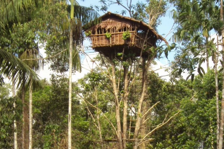 Dari Salju Tropis hingga Rumah Pohon Ajaib, Inilah 5 Fakta Papua yang Mengagumkan!