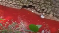 Air Kali di Rawa Buntu Berubah Warna Merah! Ini Penjelasan DLH dan Wali Kota Tangsel