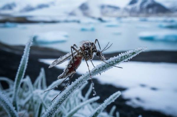 Krisis Iklim Picu Ancaman Kesehatan Global, Nyamuk Ditemukan di Islandia untuk Pertama Kalinya