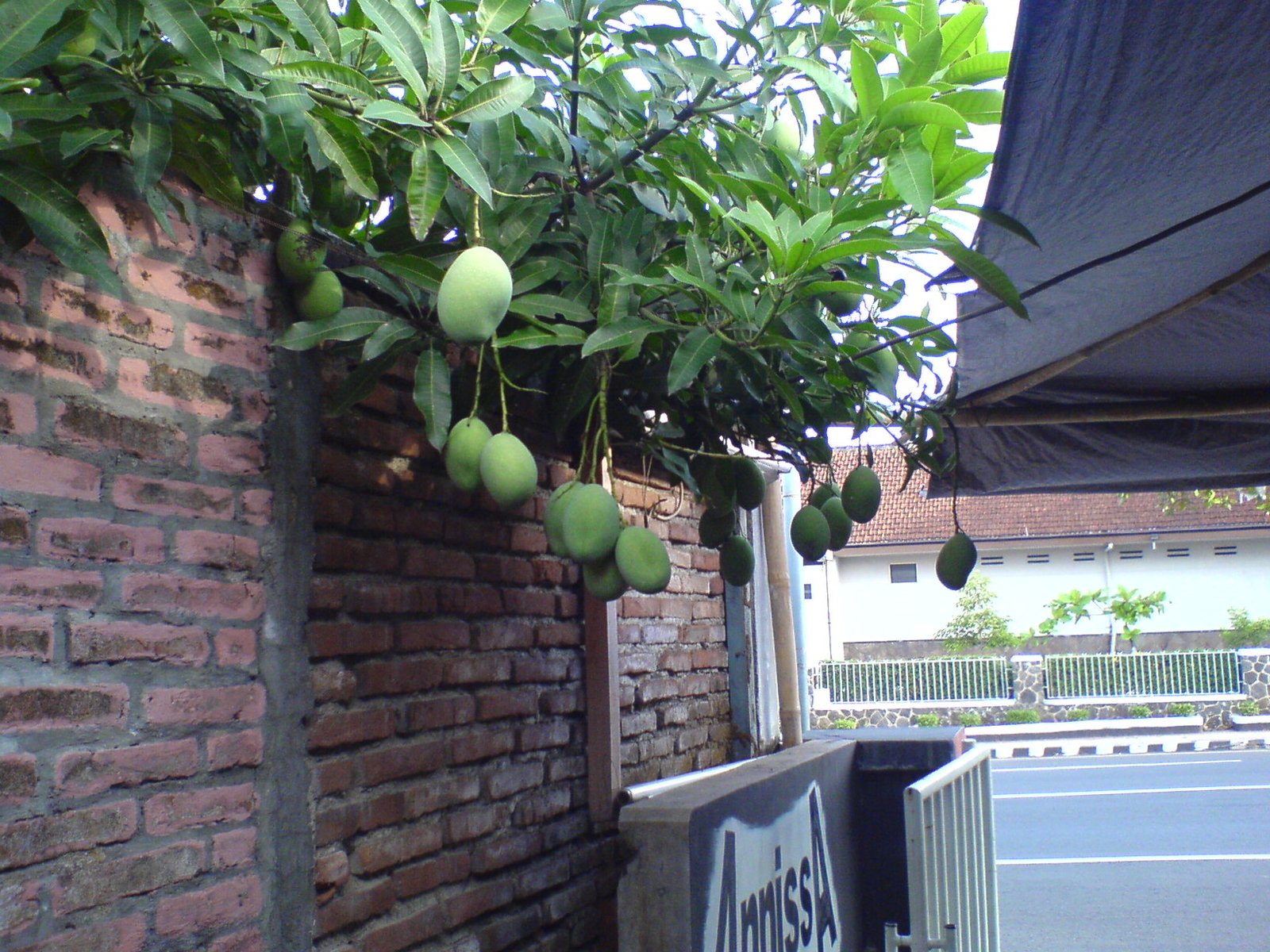 Buah Tetangga Menjalar ke Lahan Anda? Ini Hukum dan Aturannya Menurut Fiqh Islam