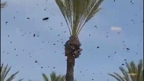 Ribuan Lebah Serbu Kota Netivot Israel, Aktivitas Warga dan Bandara Terganggu