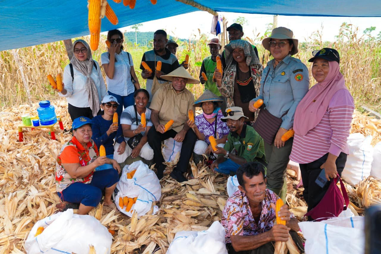 Panen Raya Jagung 30 Ton, Gubernur Fakhiri Dorong Papua Menuju Kemandirian Pangan