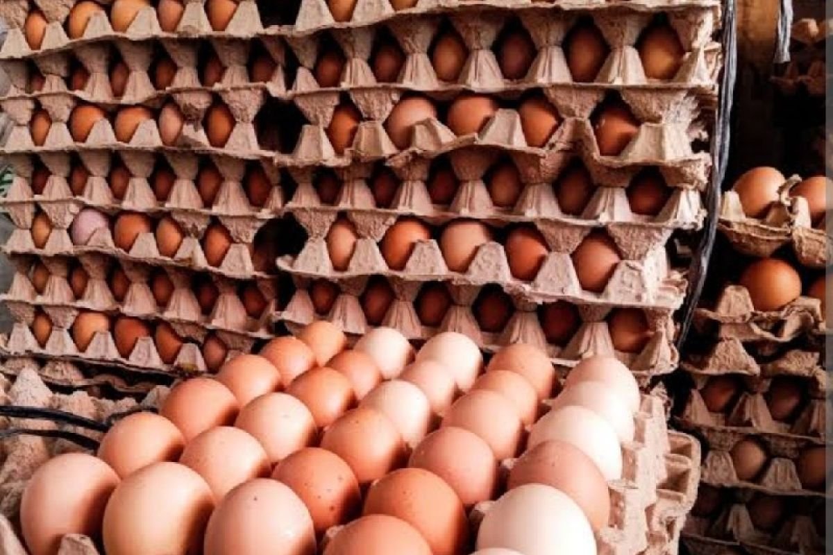 BGN Ancam Tutup 71 Dapur MBG Jika Tak Beli Telur Langsung dari Peternak Lokal