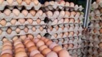 telur-ayam-ras-di-pasar-baru-mamuju-jl-abdul-syakur-mamuju-sula