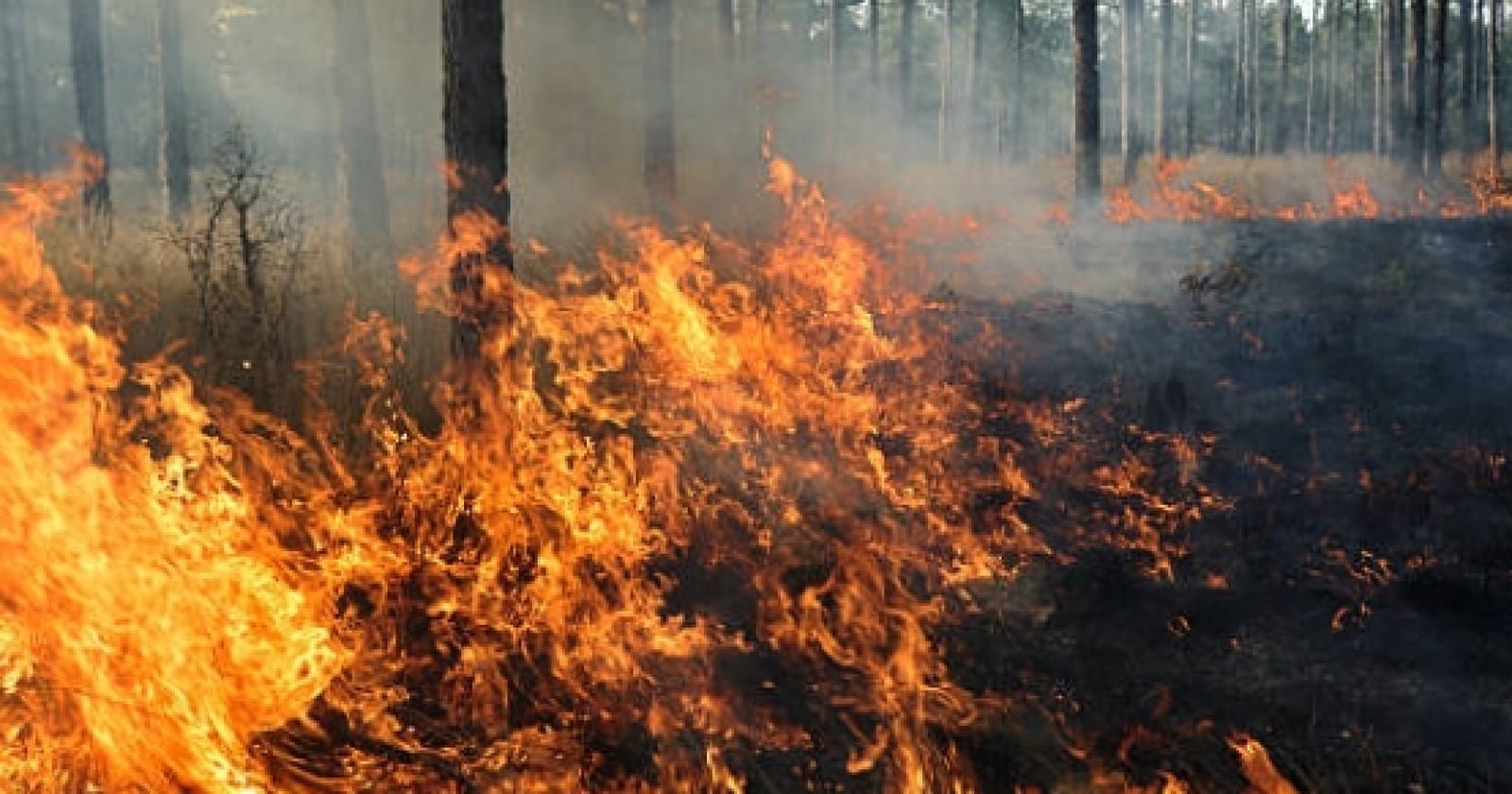 Karhutla Bakar Lebih dari 107 Ribu Hektare, Pemerintah Waspadai 6 Provinsi