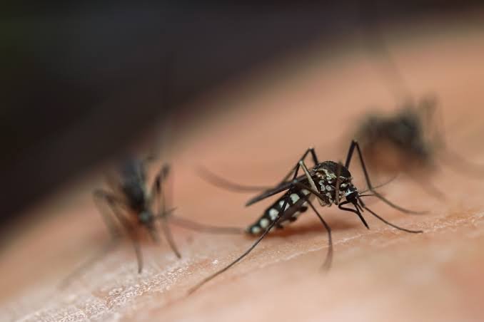 Virus West Nile Makin Menyebar di Eropa dan AS, Ini Cara Efektif Lindungi Diri dari Gigitan Nyamuk