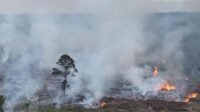 Karhutla Masih Terjadi di 6 Provinsi, 639 Hektare Lahan dalam Proses Pemadaman