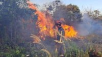 greenpeace-sebut-perusahaan-sawit-malaysia-dan-singapura-terkait-karhutla-ri-hbz