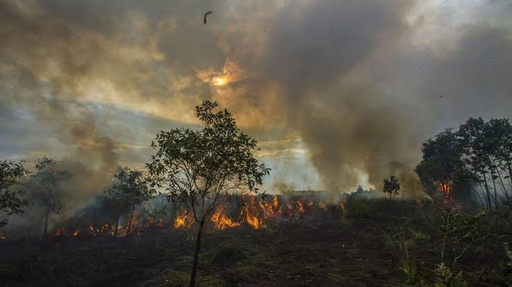 BNPB Catat 462 Hektare Karhutla Masih Ditangani di 10 Provinsi, Kaltim Terluas
