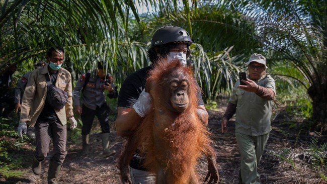 46 Orangutan Dievakuasi akibat Karhutla di Kalimantan Barat